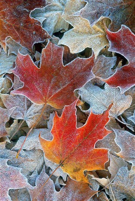 Frosted Fallen Autumn Maple Leaves Close Up Of Frosted Fallen