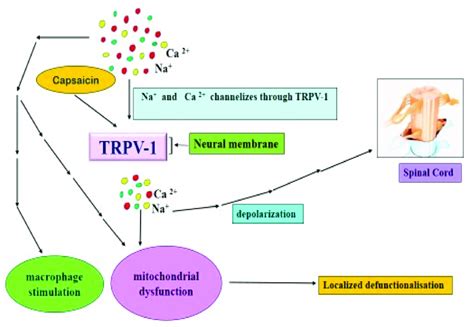 Effect Of Capsaicin On Trpv1 Receptor [53 55] Download Scientific