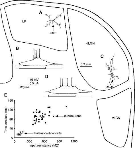 Figure 1 From Muscarinic Regulation Of Dendritic And Axonal Outputs Of