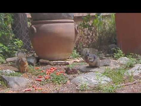 Fox Squirrel Sciurus Niger And Rock Squirrel Otospermophilus