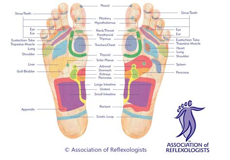 Pregnancy Reflexology Leeds West Yorkshire Sue Haynes