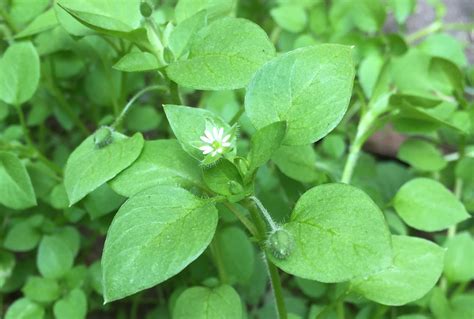 Weed Identification, 2017 Series, Common Chickweed – Integrated Pest and Crop Management – UW ...