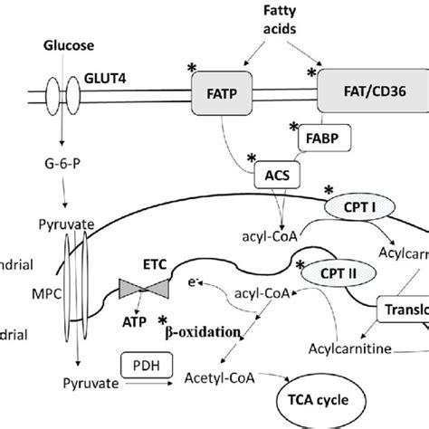 Peroxisome Proliferator Activated Receptor Ppar α Regulates Fatty