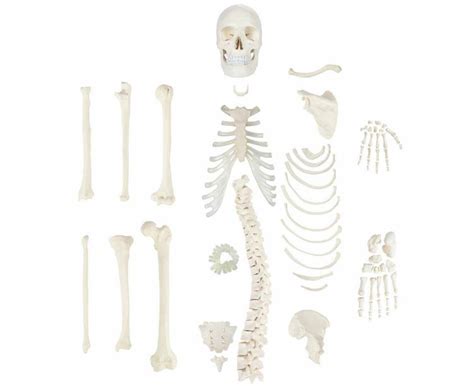 Axis Scientific Life Size Disarticulated Skeleton Model Anatomical