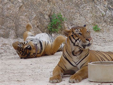 Standoff continues at Tiger Temple - Thailand News