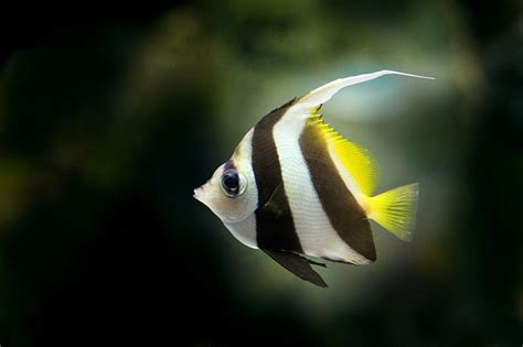 Black And White Striped Freshwater Fish