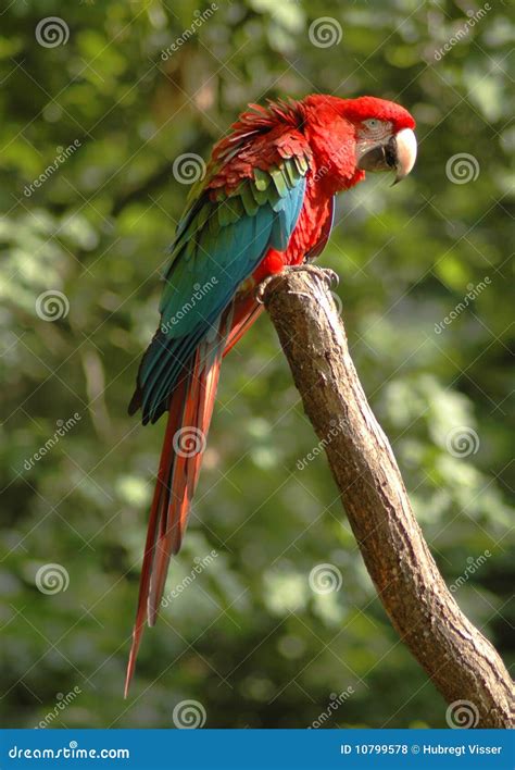 Parrot Stock Photo Image Of Stick Birds Parrot Beak 10799578