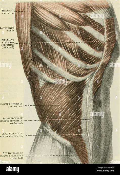 Cunningham de libro de texto de anatomía Anatomía Los músculos de