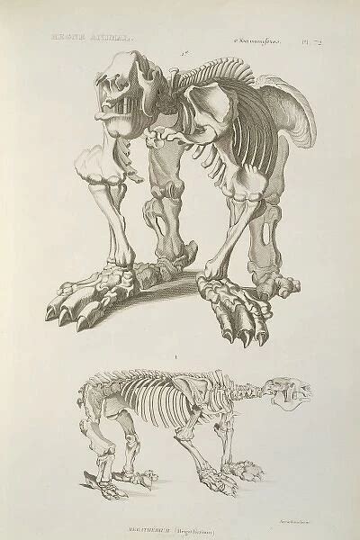 Megatherium skeleton Our beautiful Wall Art and Photo Gifts include ...