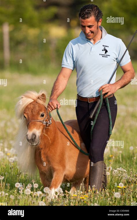 Falabella Miniature Horse Stock Photo - Alamy