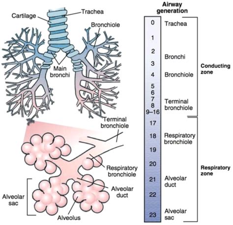 Respiratory Phys Mechanics Of Ventilation Flashcards Quizlet