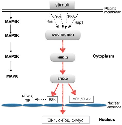 Extracellular Signal Regulated Kinase 12 Erk12 Mitogen Activated