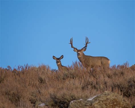 COLORADO S NEW HUNTING SEASON DATES EHUNTR