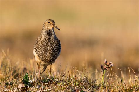 Pectoral Sandpiper — Eastside Audubon Society