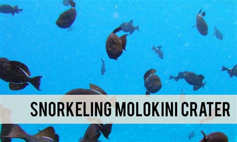 Snorkeling Molokini Crater | Is this Maui adventure worth it?