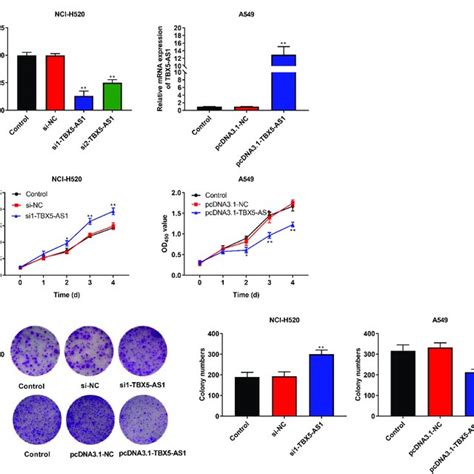 Tbx As Inhibited The Proliferation Of Nsclc Cells A Nhc H Cells