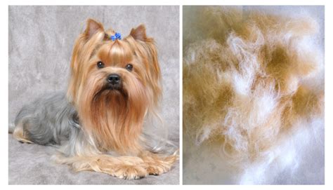 Do Yorkipoo Shed