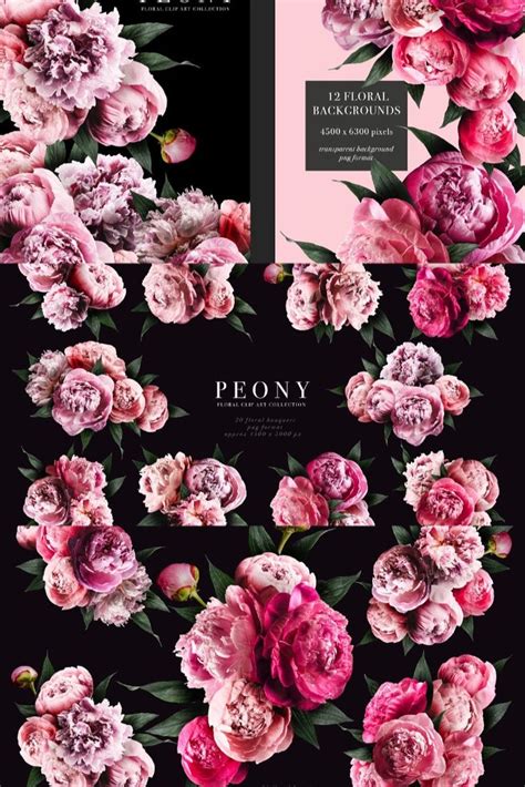 Peony Floral Clip Art Clip Art Photoshop Design Art