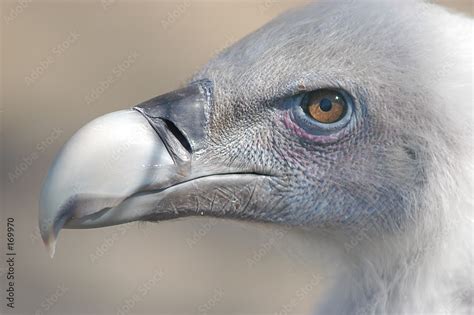 vulture beak Stock Photo | Adobe Stock