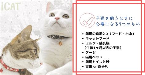 子猫を飼う時に必要なものってなに？野良猫を拾った時の注意点も解説！ 123 Idogandicat