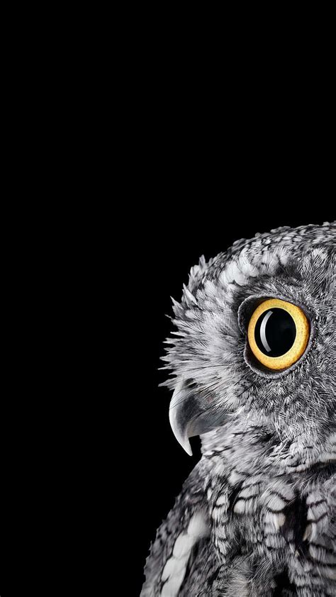 1920x1080px 1080p Free Download Owl Dark Bird Black Cute Eyes