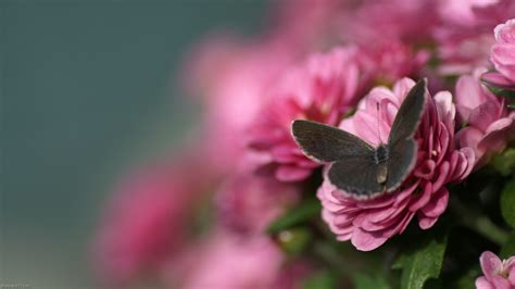 Beautiful Butterflies And Flowers Wallpapers 56 Images