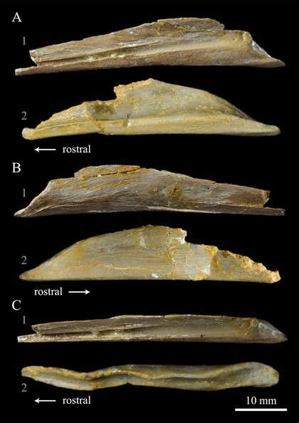 Comparison of the splenials of Parahesperornis KUVP 2287 (1) and... | Download Scientific Diagram