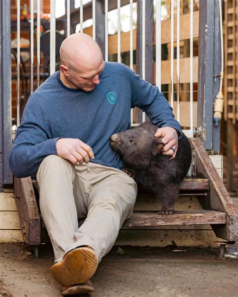 David Pocock On Twitter Wombats Koalas Closest Living Relative