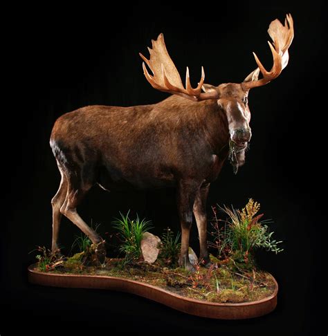 The Wildlife Gallery Custom Taxidermy Studio - Moose and Elk Taxidermy ...