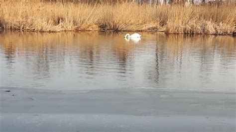 Działka Mazury z linią brzegową Wygryny bez posrednika Wygryny OLX pl