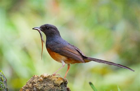 Burung Murai Batu Ciri Ciri Jenis Dan Perawatannya Beserta Video