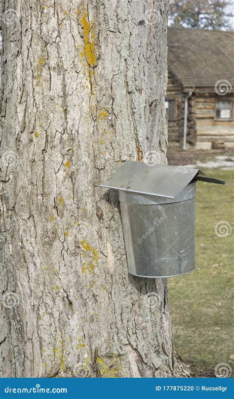 A Pail Collecting Sap To Make Maple Syrup Stock Image Cartoondealer