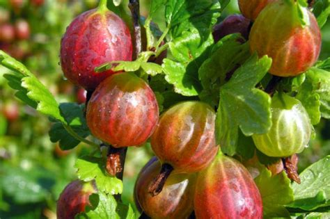 How To Grow Gooseberry Plants Stark Bros