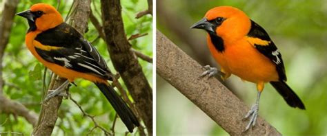 8 Types Of Orioles Found In The United States 2024 Bird Watching HQ