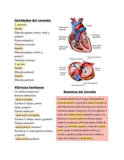 Cavidades Del Coraz N V Lvulas Resumen Del Circuito Gianella