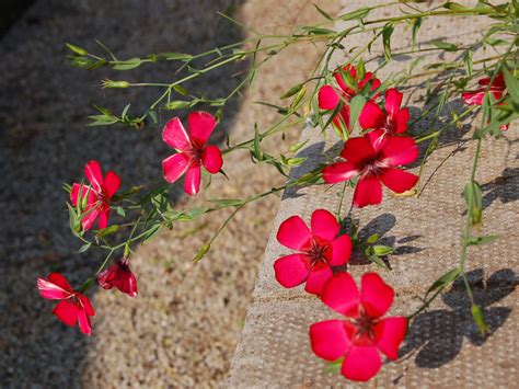 Linum grandiflorum 'Rubrum' Seed