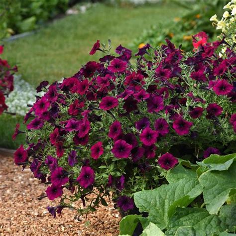 Easy Wave® Burgundy Velour Spreading Petunia