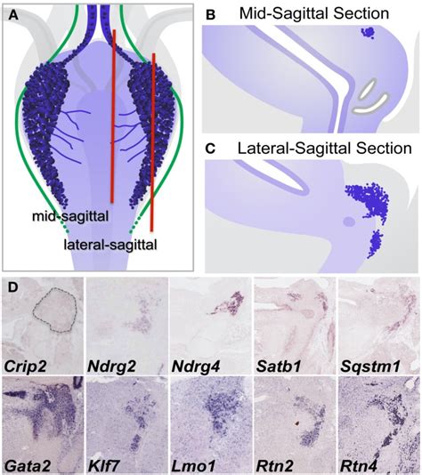 Validation Of Gene Expression Patterns In Pelvic Ganglia By Sectional