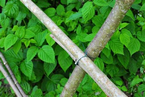 Palissage du framboisier matériel conseils Jardipartage