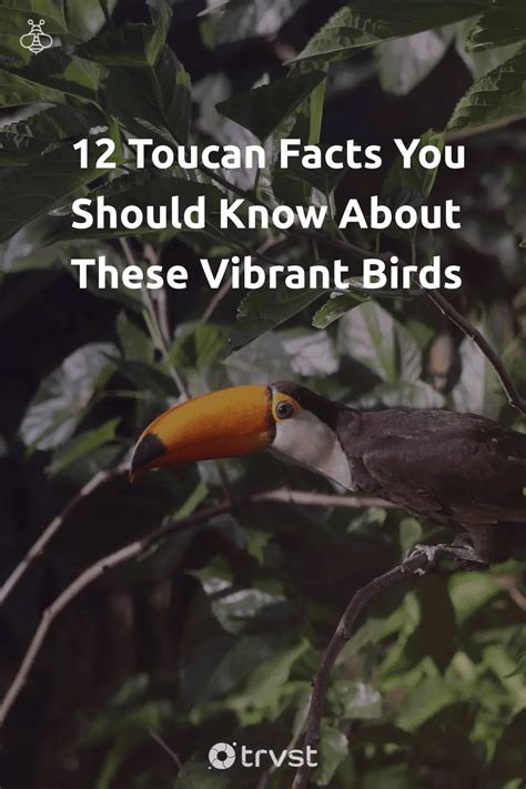 12 Toucan Facts You Should Know About These Vibrant Birds