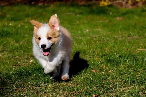 The Corgsky - Everything You Should Know Before Getting A Corgi Husky ...