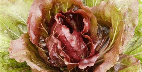 All About Radicchio – West Coast Seeds