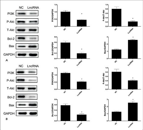 Figure 4 From Upregulation Of Linc00982 Inhibits Cell Proliferation And Promotes Cell Apoptosis