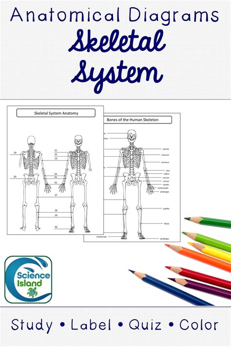 Label The Skeletal System Quiz