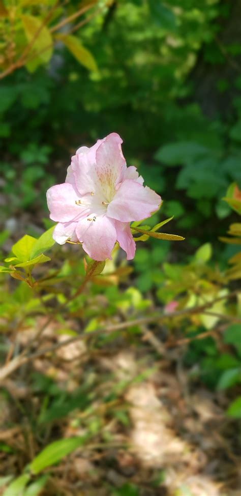 Azalea Rosa Planta Primavera El Foto Gratis En Pixabay Pixabay