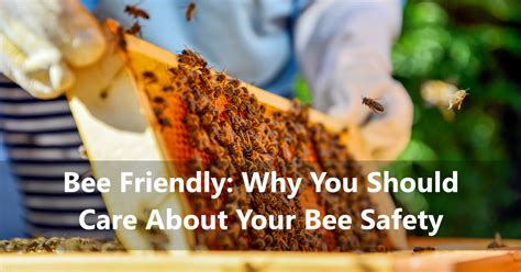 Bee Friendly Why You Should Care About Your Bee Safety Agnote