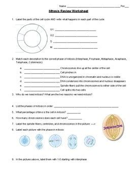 Mitosis Review Worksheet By Erin Frankson TPT