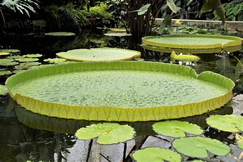 New Plant Species Underground Pitcher Plant And Giant Water Lily