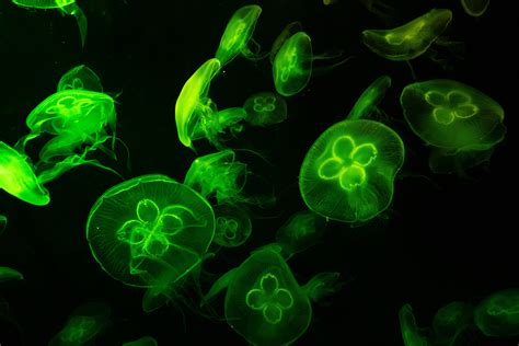 Free Images Green Jellyfish Bioluminescence Organism Marine