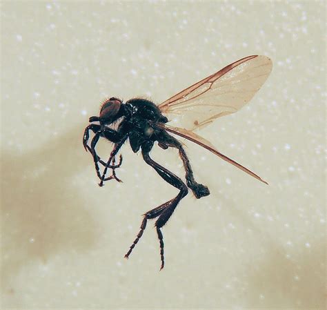 Bibio Ferruginatus Pinned Male Sutton Park Birmingham Flickr